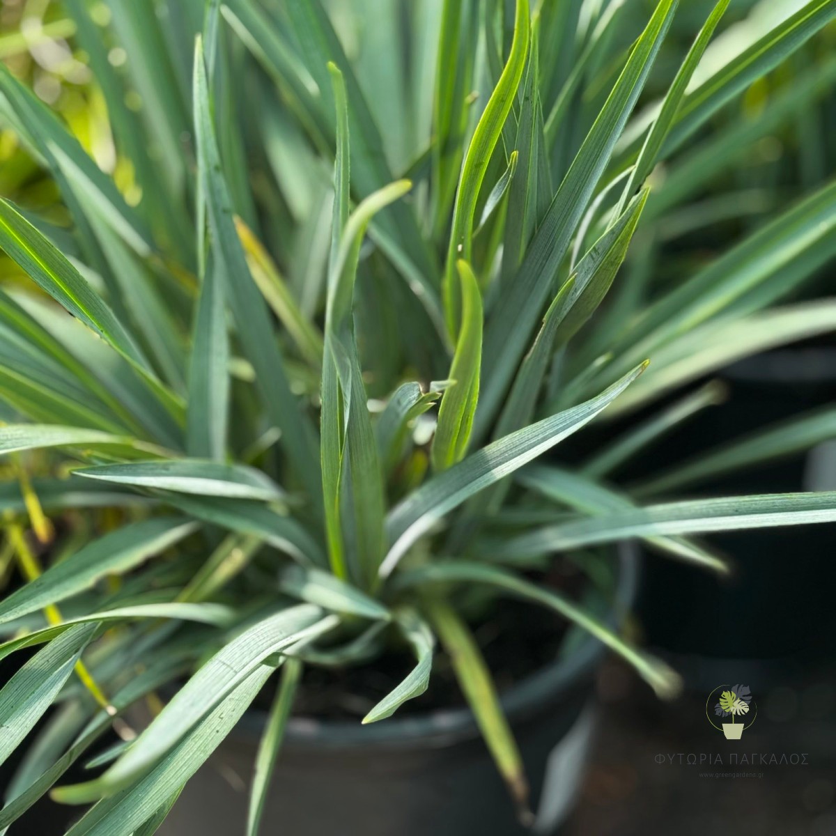Διανέλλα (Dianella revoluta) | Αειθαλές Διακοσμητικό Φυτό για Σύγχρονους Κήπους - 3